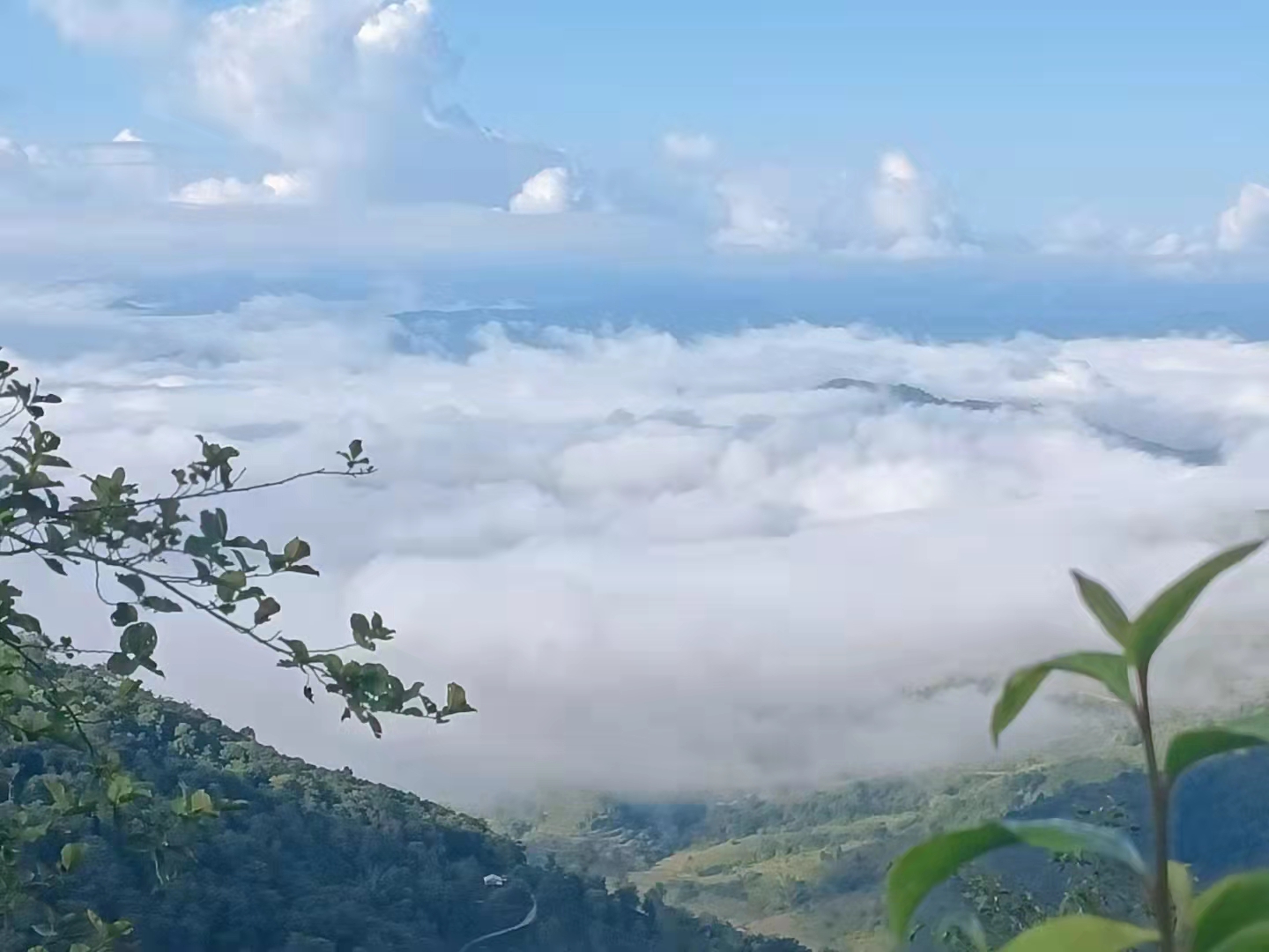 高山云雾出好茶